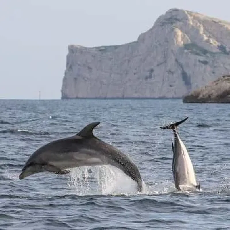 Sortie en Mer à la rencontre des Dauphins à Sanary-sur-Mer