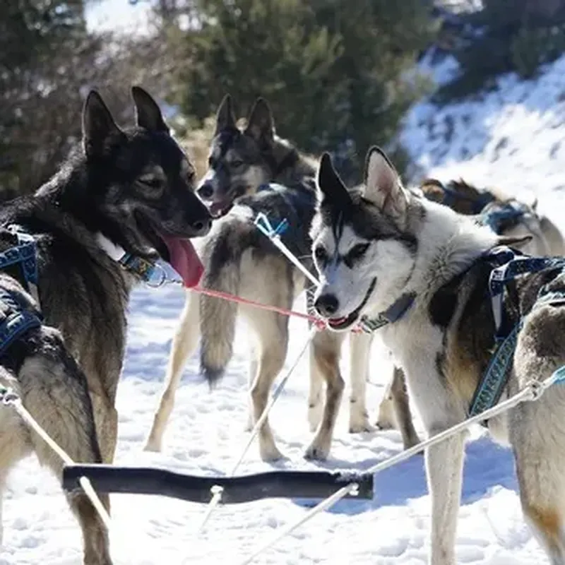 Randonnée en Chiens de Traîneau près de Digne-les-Bains