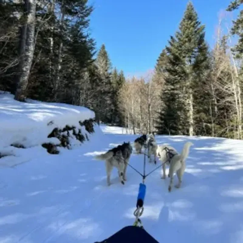 Randonnée en Chiens de Traîneau dans la Station des Coulmes