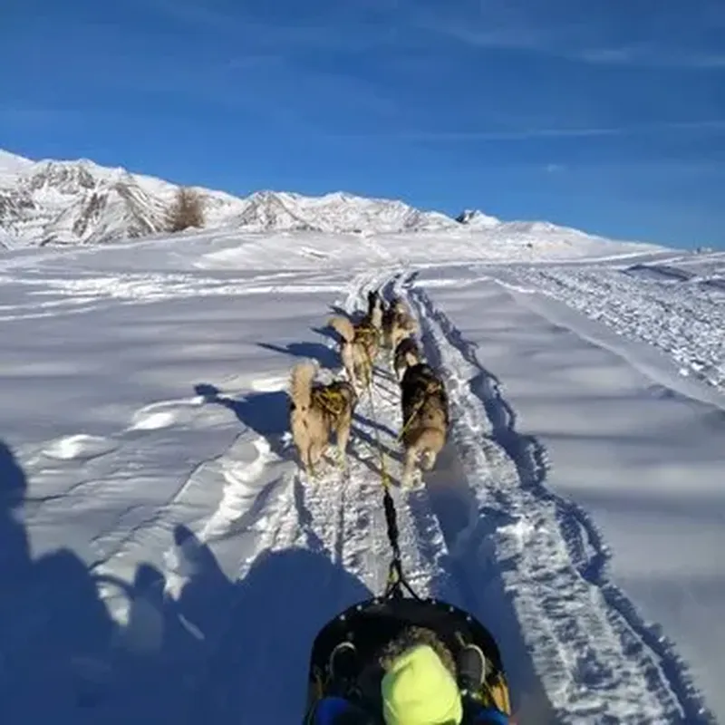 Randonnée en Chiens de Traineau à Auron