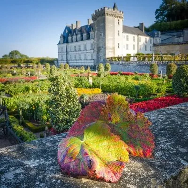 Billet Balade Œnotouristique dans les Vignobles de Vouvray