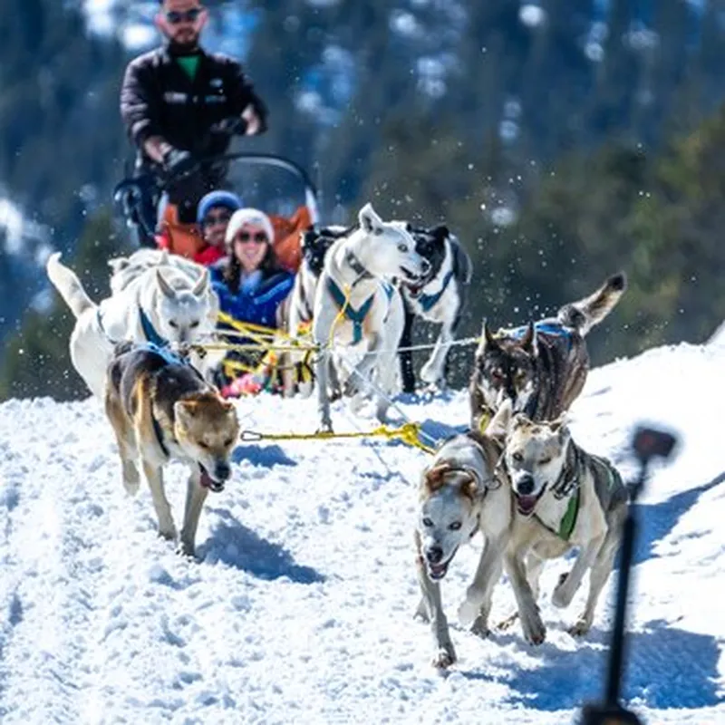 Randonnée en Chiens de traîneau près d'Ax-les-Thermes
