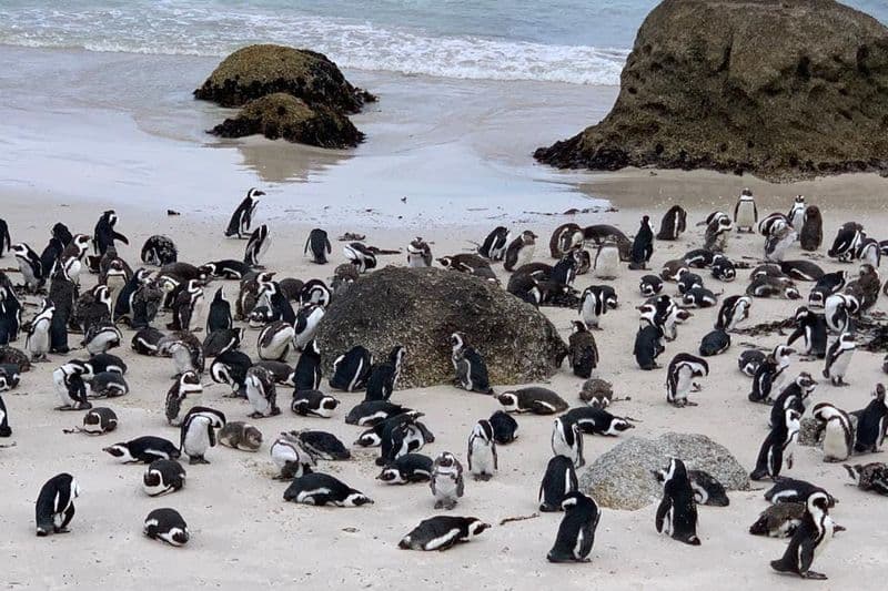 Visite privée de Cape Point et Boulders Beach avec rencontre avec les pingouins