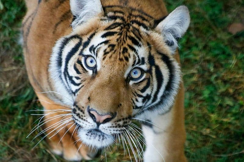 Réserve Safari de Lumigny : Billet d'entrée