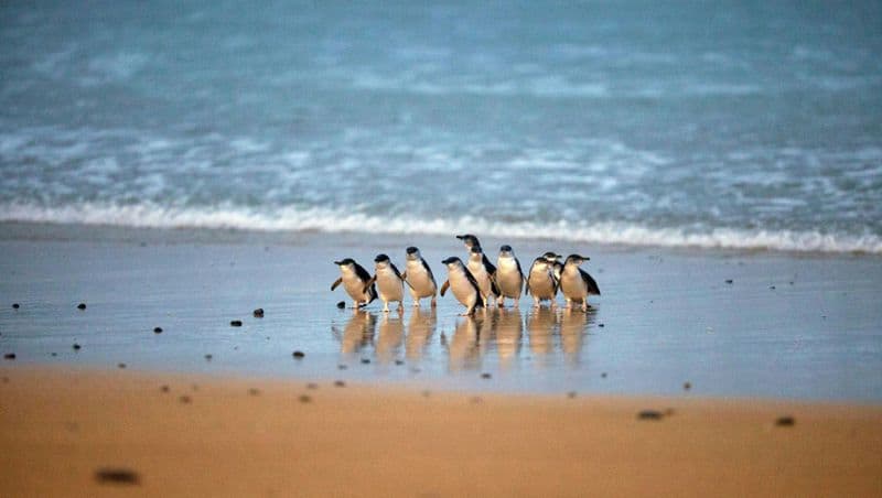 Parcs naturels de Phillip Island : Billet d'entrée pour la parade des pingouins