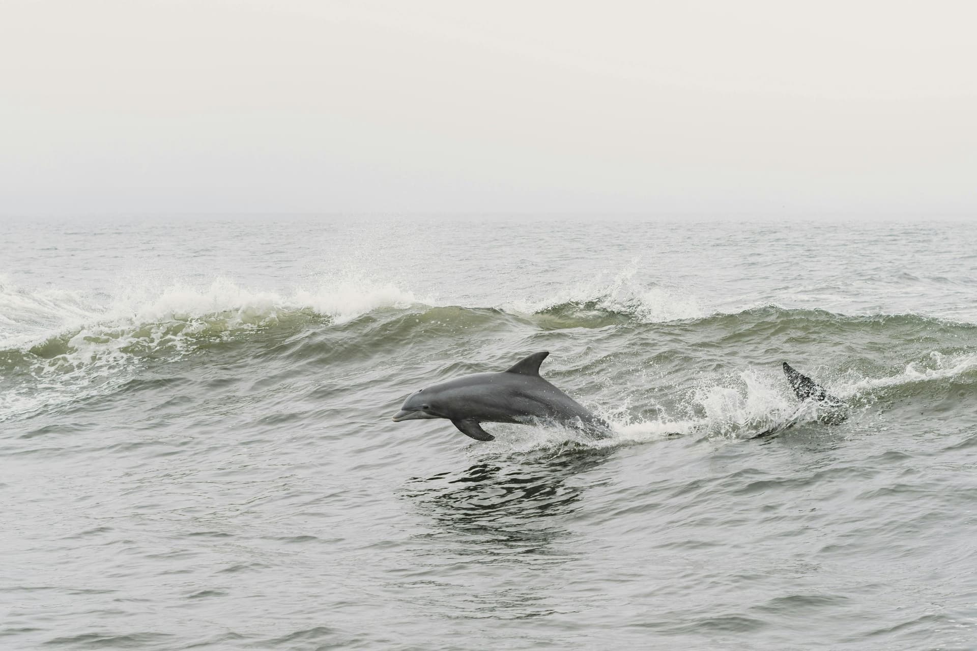 Tarifa : Observation des dauphins et des baleines au départ de Séville