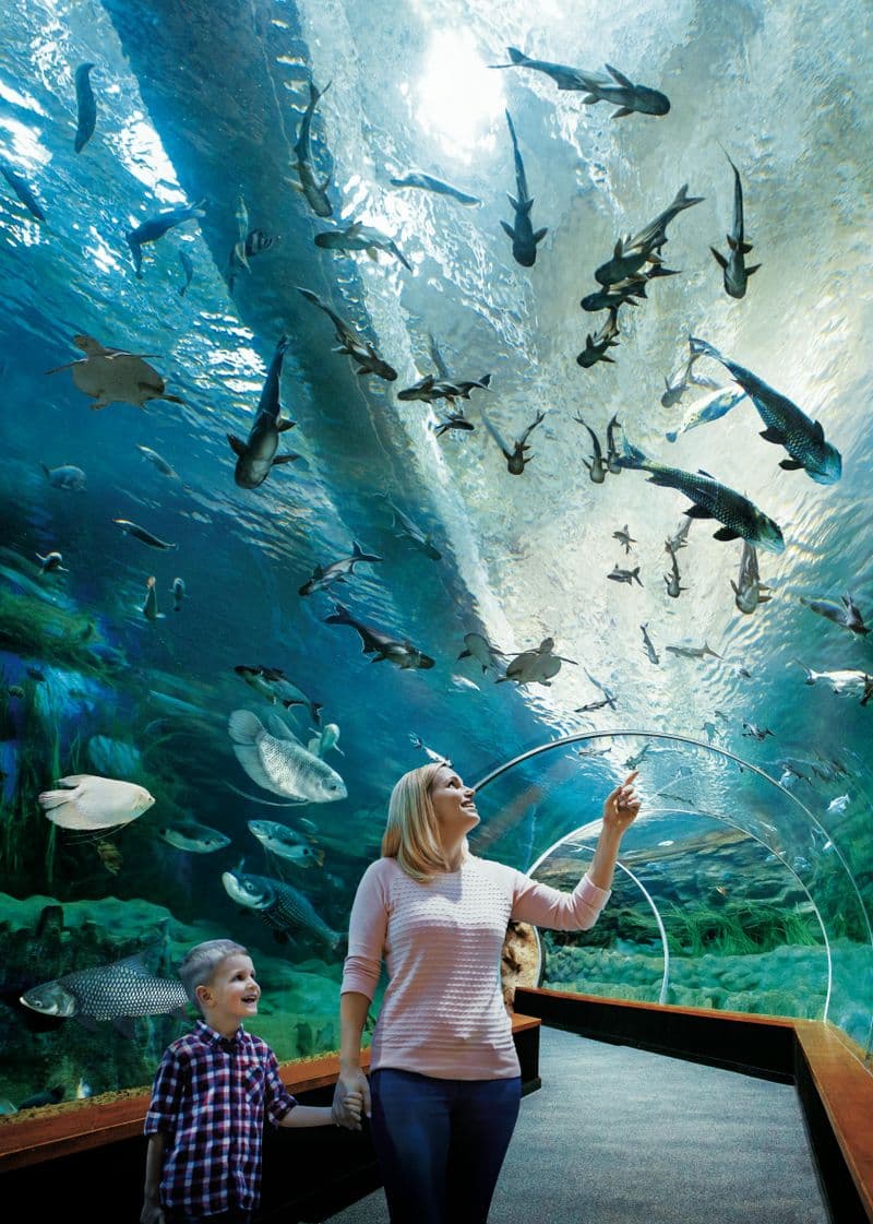 Billet Poema del Mar - Aquarium de Grande Canarie : Billet coupe-file