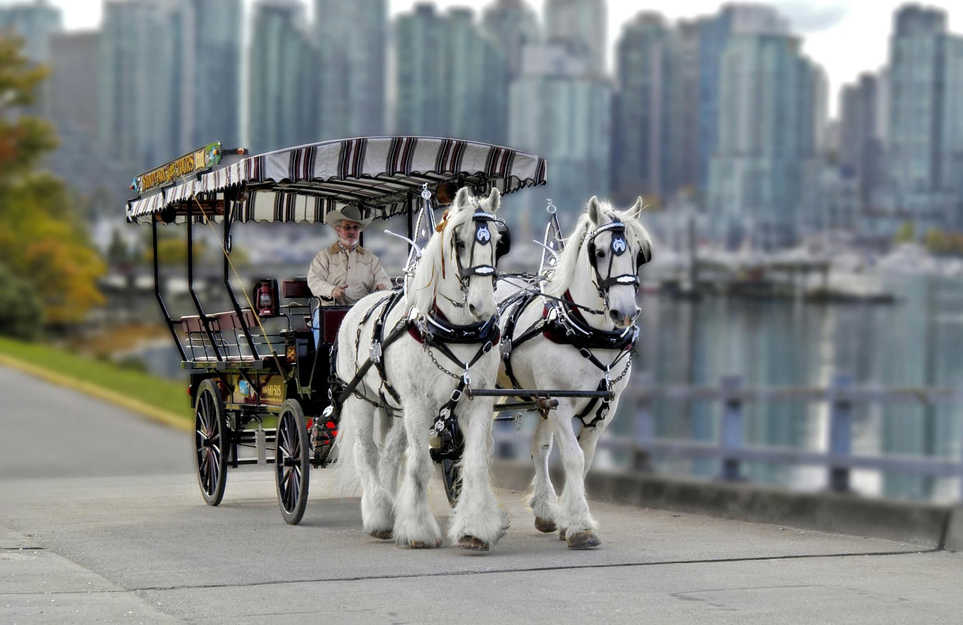 Vancouver : Visite guidée du parc Stanley, tirée par des chevaux