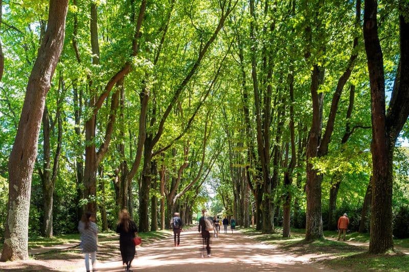 Parc de Serralves : Billet d'entrée et promenade dans les arbres