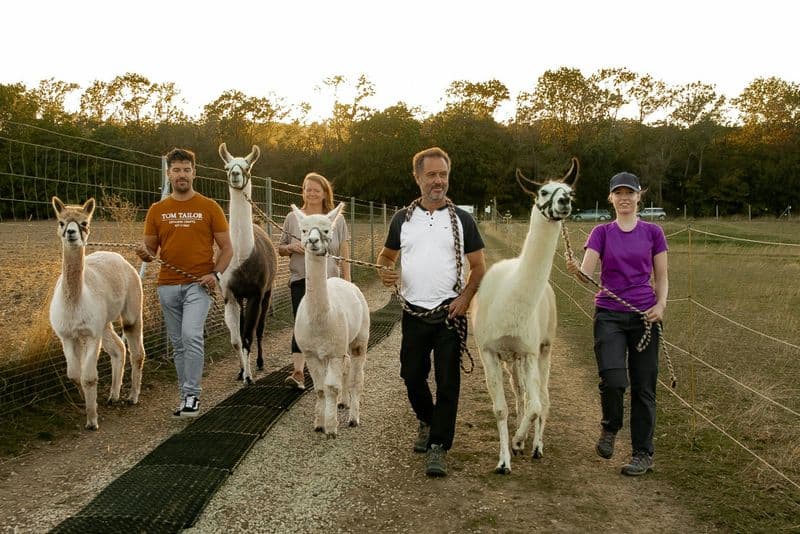 Mödling Vienne : Randonnée avec des alpagas et des lamas