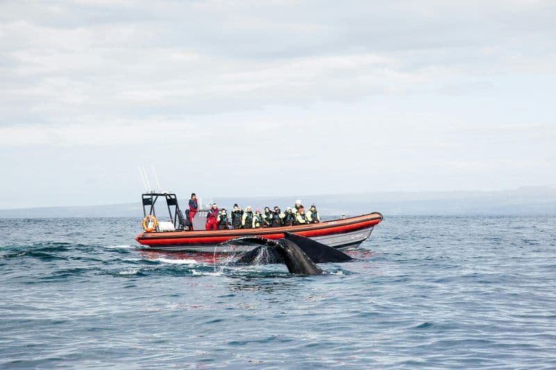 Excursion en bateau à moteur avec baleines et macareux