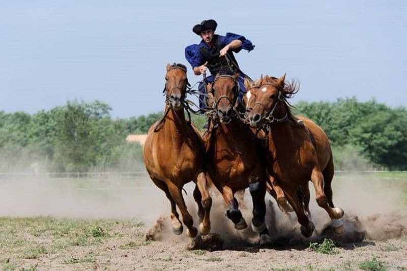 Excursion d'une journée à Puszta au départ de Budapest avec spectacle équestre et déjeuner