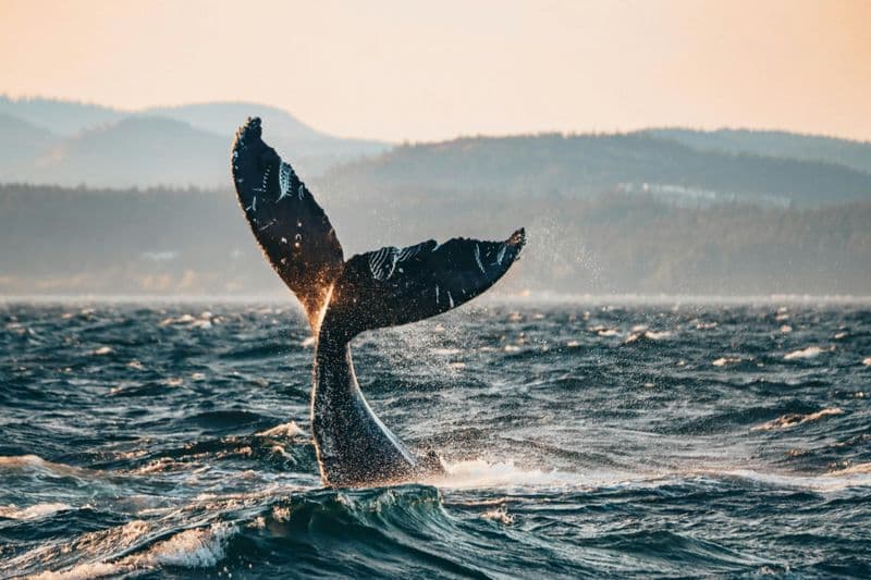 Excursion d'une demi-journée pour observer les baleines au départ de Vancouver