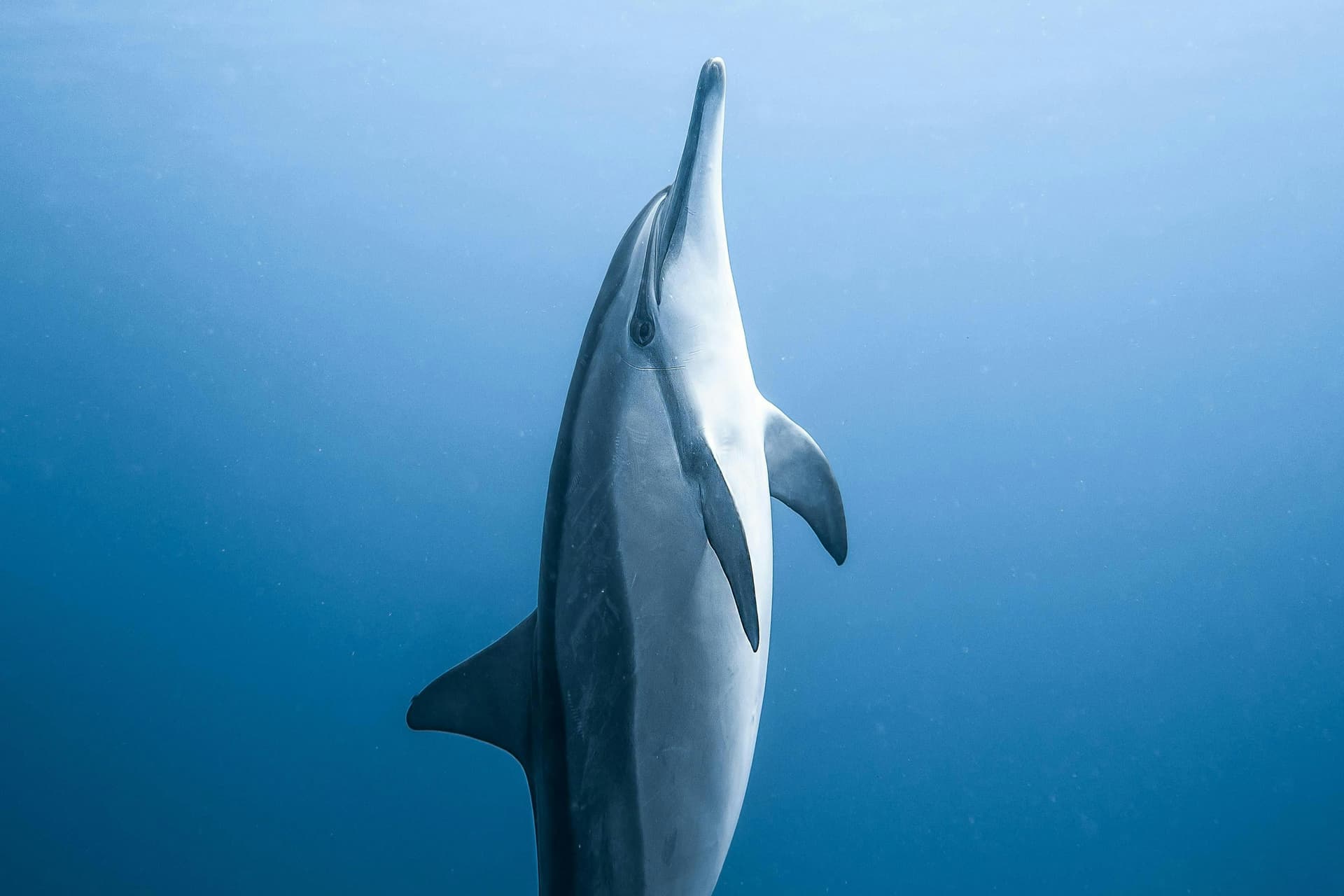 Algarve : Excursion en bateau pour l'observation des baleines et des dauphins