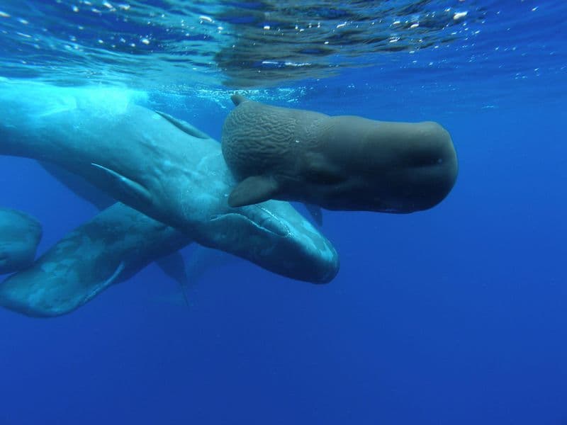 Croisière d'observation des baleines et des dauphins au départ de Ponta Delgada