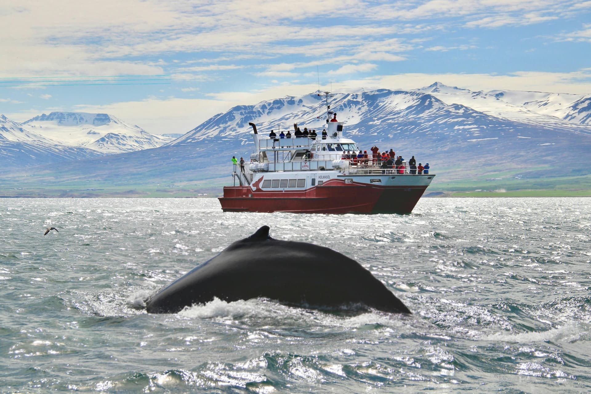 Akureyri : Croisière d'observation des baleines