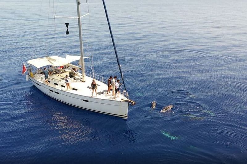 Observation privée de la vie marine - Observation des dauphins EcoMarine Malta