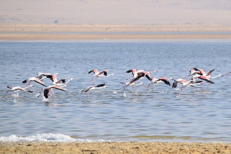 Expérience privée d'observation des oiseaux d'une journée au Fayoum