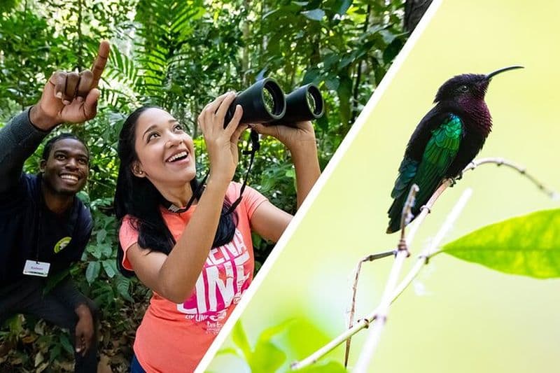 Visite d'observation des oiseaux de Sainte-Lucie à Rainforest Adventures