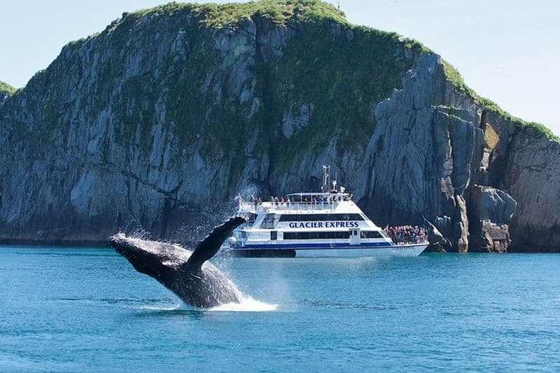 Croisière d'une journée dans le parc national de Kenai Fjords