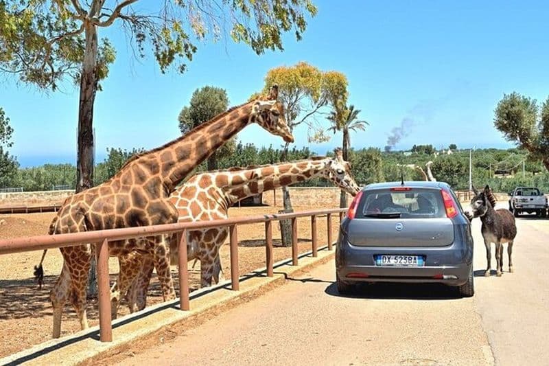Safari Zoo et visite d'Ostuni en Mini Van