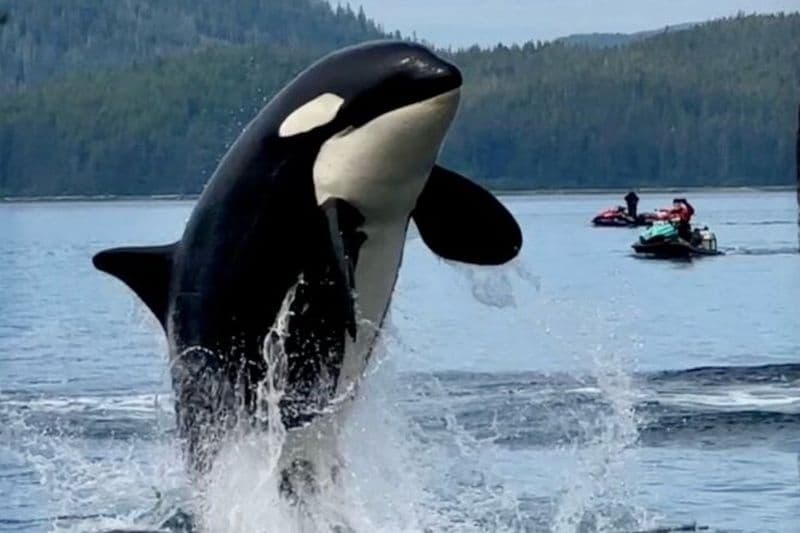 Juneau Jetski & Whale Adventure