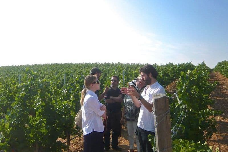 Visite guidée des vignobles de Madrid avec dégustation de vin