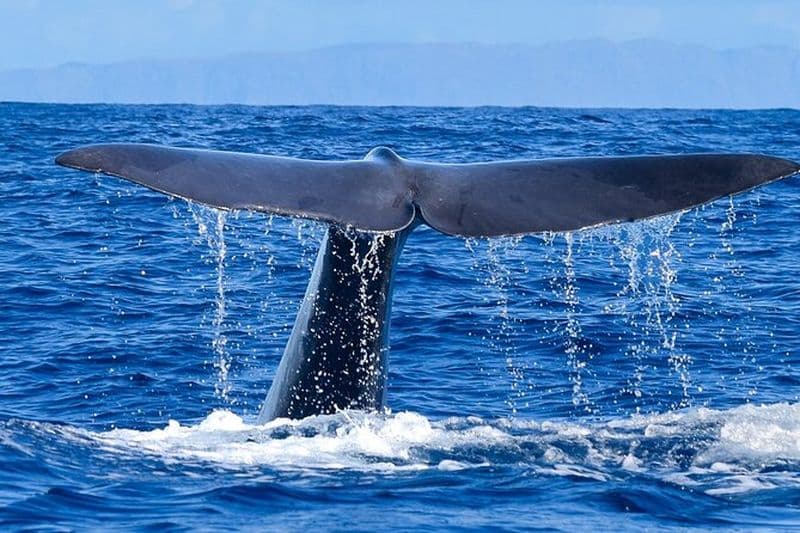 Visite responsable d'observation des baleines et/ou des dauphins