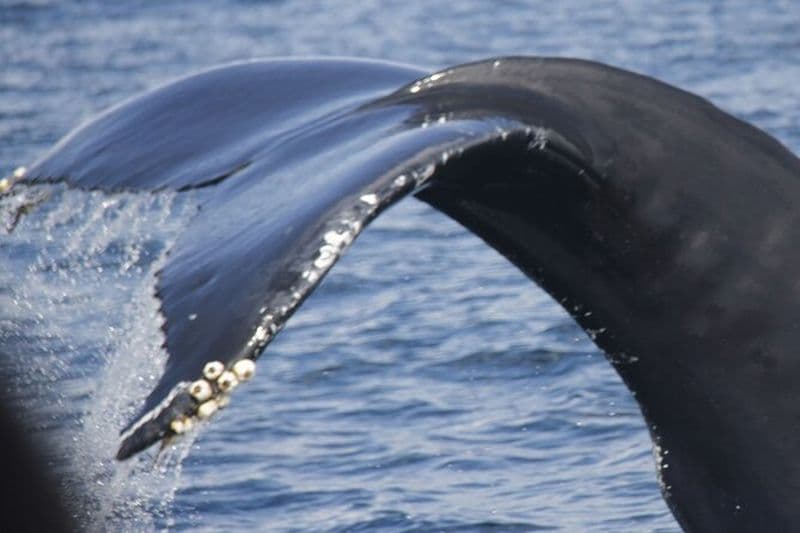 Observation de baleines et de dauphins sur l'île Terceira