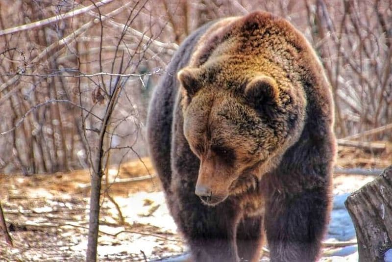 Excursion privée d'une journée à Bear Safari et route Transfagarasan au départ de Bucarest
