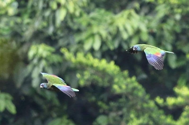 Forêt équatoriale et observation des oiseaux