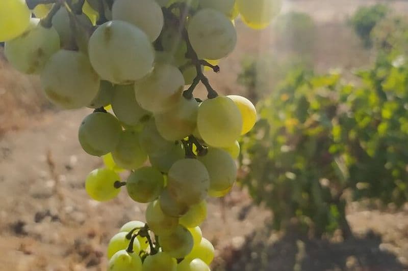 Naxos Farm Experience et fabrication de fromage