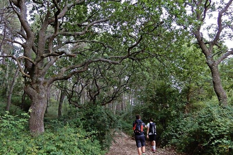 Forêt de Mercadante : randonnée dans le parc national de l'Alta Murgia