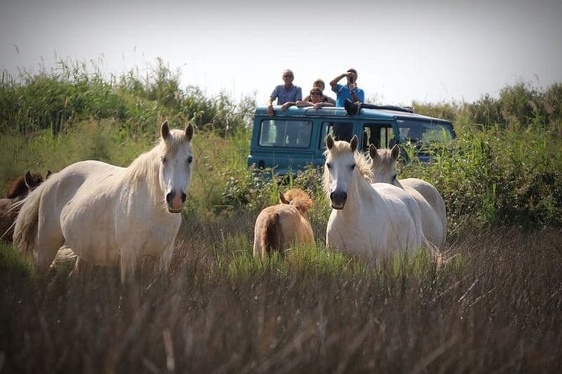 Aigues Mortes : Safari photo 4x4 en Camargue