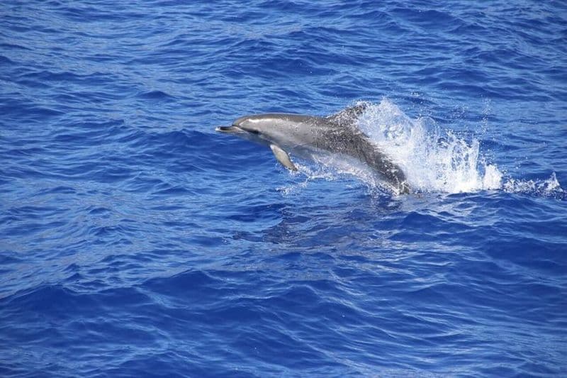 Billet Vin + Observation des dauphins - Journée complète- Visite partagée