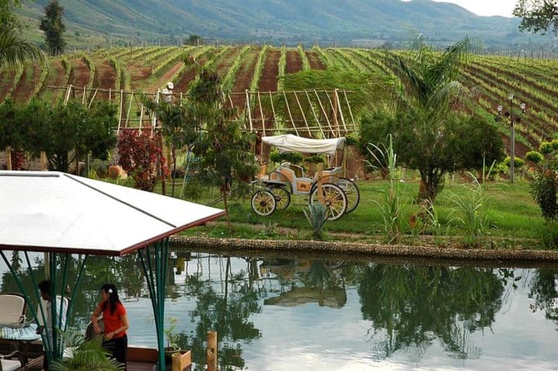 Visite de dégustation de vin à Taunggyi, Myanmar