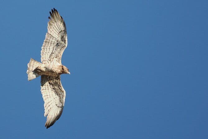 Observation des oiseaux à Ronda et Grazalema