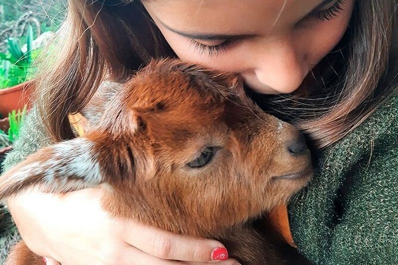 Promenade et atelier fromage avec un éleveur de chèvres à Azeitão