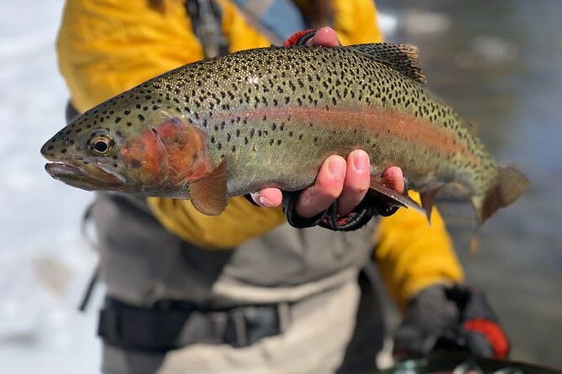 Excursion privée d'une journée complète de pêche à la mouche et à pied