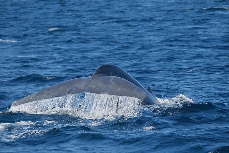 Excursion d'une journée d'observation des baleines à Mirissa de Colombo ou Negombo