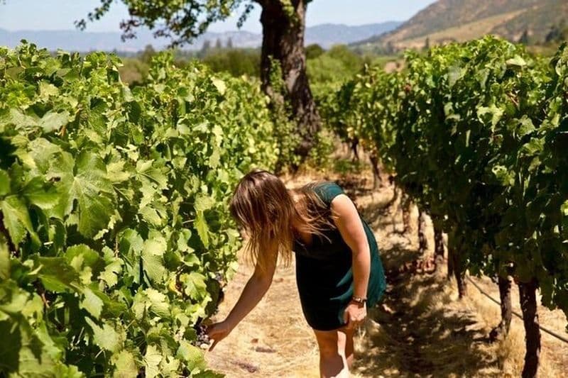 VINS Dégustations et Campagne ! de Bari