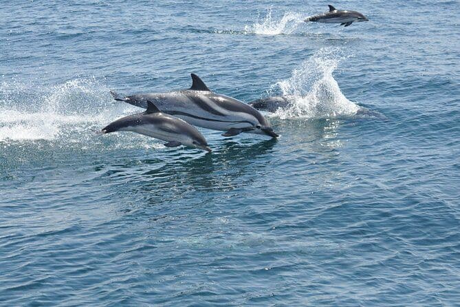 Excursion à Gibraltar avec observation des dauphins depuis Malaga