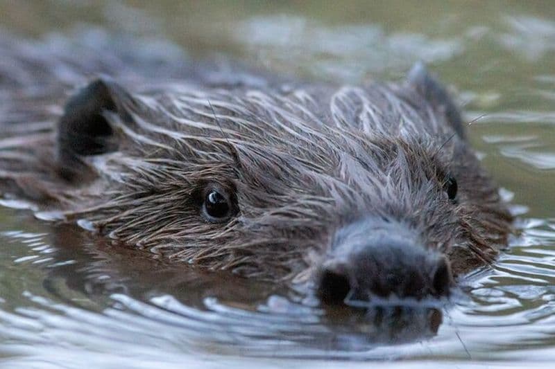 Safari de castor et la magie d'Hortobágy