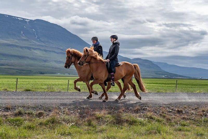 Leçon d'équitation privée dans le nord de l'Islande