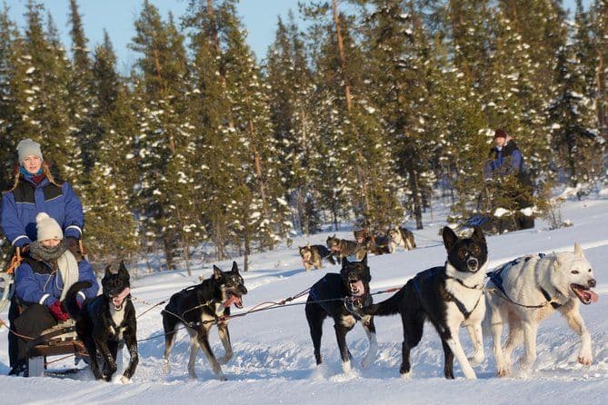 Excursion avec formule combinée Sit and Drive en traîneau tiré par des Husky au départ de Kiruna