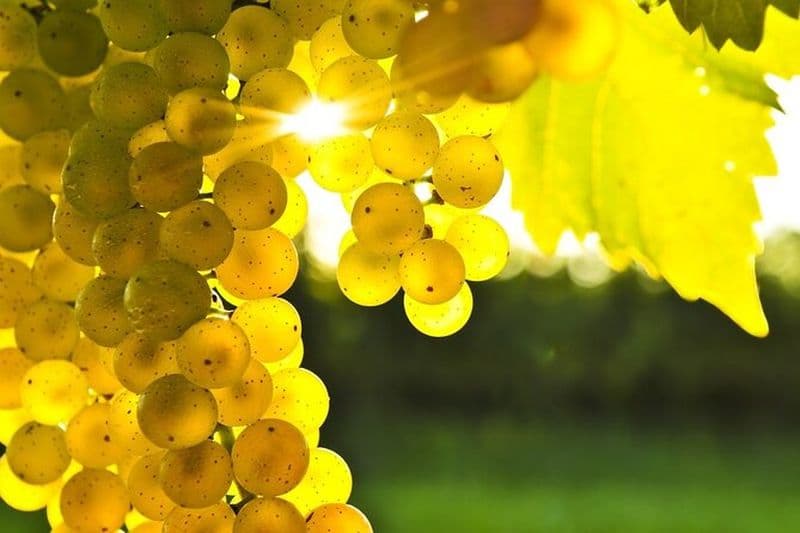 Visite œnologique et gastronomique de Rhodes : déjeuner de 10 plats, dégustation de vin, cours de cuisine