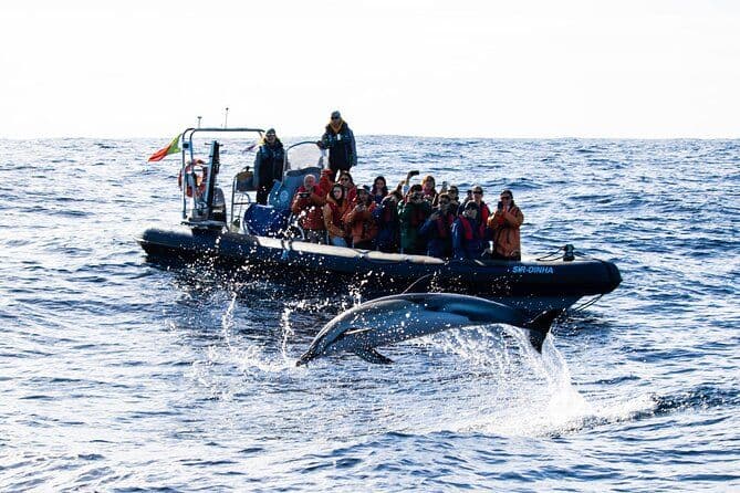Aventure d'observation des baleines et de natation des dauphins aux Açores