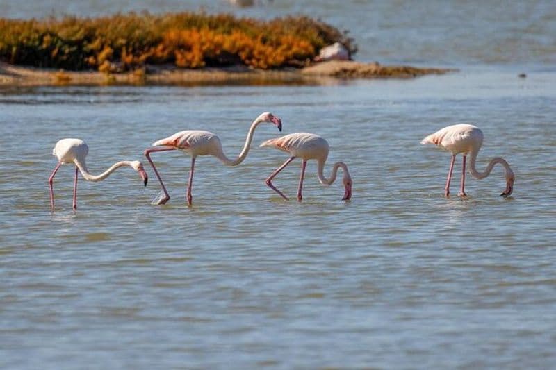 Expérience d'observation des oiseaux dans le lagon Narte et les dunes Akerni
