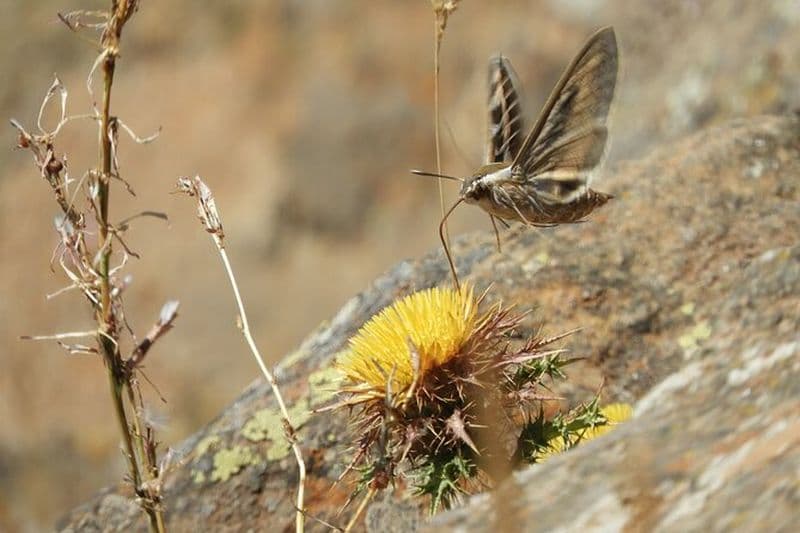 Envolez-vous comme un oiseau au-dessus de la visite écologique de la Costa del Sol avec une source naturelle