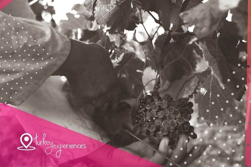 Bodrum’s Blue & Red : visite du musée sous-marin et des vignobles de Karnas